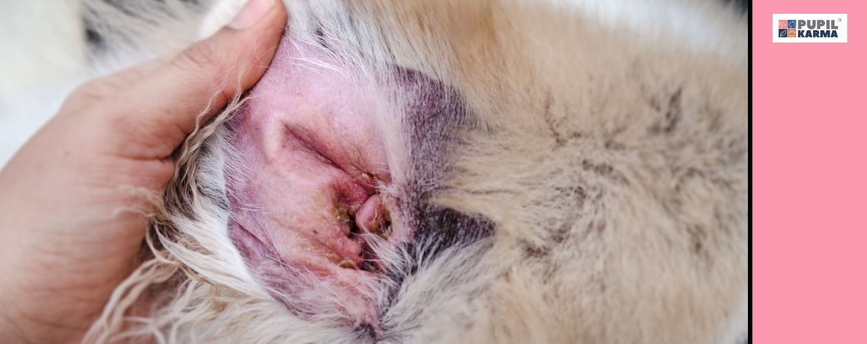 Powikłania AZS. Zbliżenie wnętrza ucha psa zajętego chorobą. Po prawej różowy pas i logo pupilkarma. 